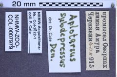 Etikette zu Aplotarsus subdepressus (Denisova, 1948) (NHMW-ZOO-COL-0007979)